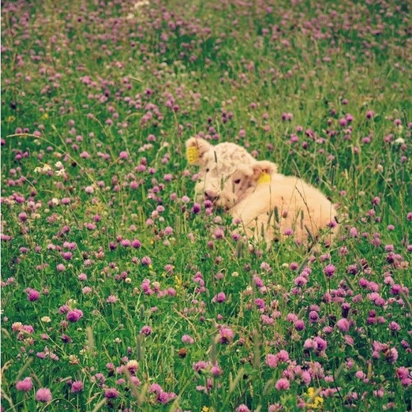 Meet your Posher, Maya - Picture 1 of 1